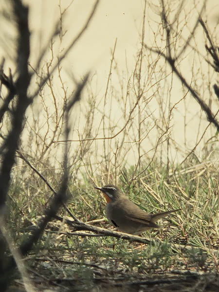 Rubiinisatakieli, Siberian Rubythroat, Luscinia calliope